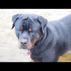 Meet your Posher, Kali